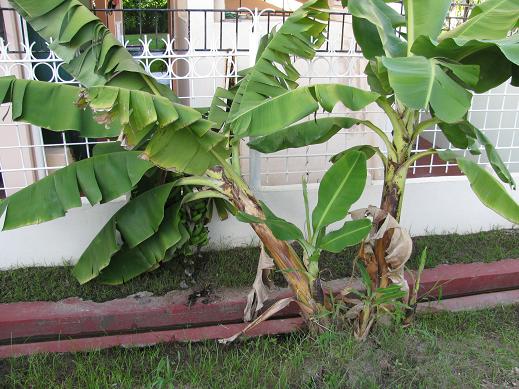 Banaanipuu.jpg